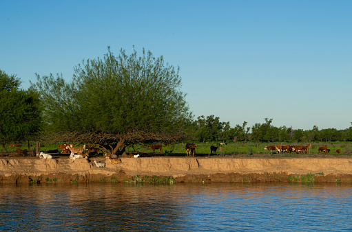 Beautiful landscape on the banks of the river with cows and goats. Livestock farming and rural life concept.