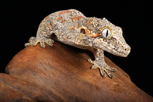 gargoyle gecko (Rhacodactylus auriculatus) climbing on driftwood. Native to New Caledonia. Popular in the reptile trade. Captive.