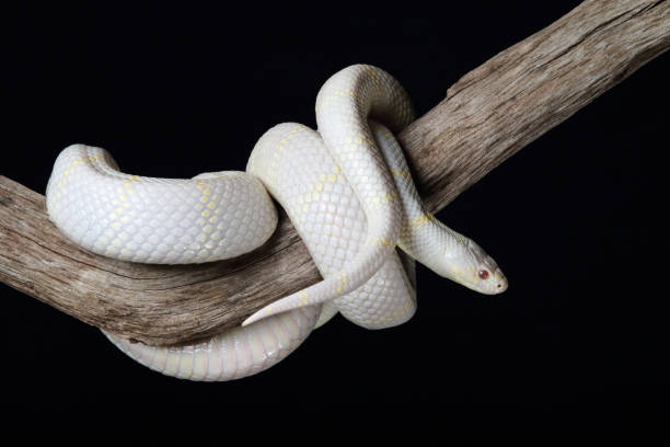 istock Albino California Kinsnake (Lampropeltis Californiae) coiled around branch 1786651414