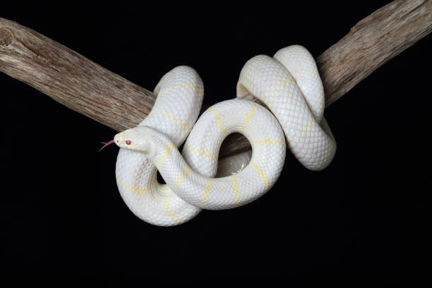 istock Albino California Kingsnake (Lampropeltis californiae) 1786651435