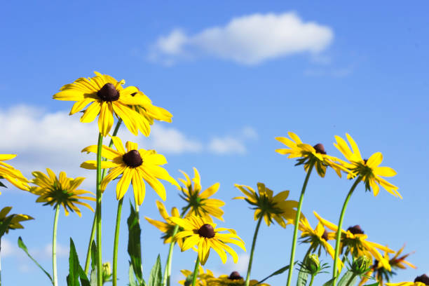 Yellow rudbeckia in the garden. Rudbeckia blooming against a clear blue sky.