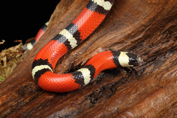 istock Pueblan Milk Snake (Lampropeltis triangulum campbelli) 2 1786652551