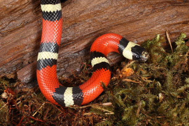 istock Pueblan Milk Snake (Lampropeltis triangulum campbelli) portrait 1 1786652552