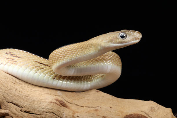 istock Trans-Pecos rat snake (Bogertophis subocularis) portrait 1786652585