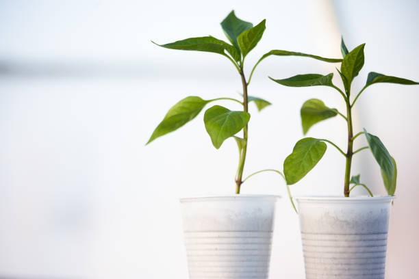 istock Green peppers seedlings in white plastic glasses on the white blurred background. Three young sprouts growing for publication, poster, calendar, post, wallpaper, cover. High quality photo 1786676381