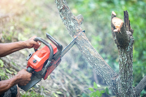 Selective focus to worker is cutting tree with a chainsaw in forest. Sawdust fly around. Firewood processing.