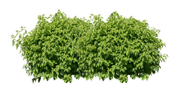 istock Tropical Flower shrub bush fence tree isolated plant with clipping path. 1786697371