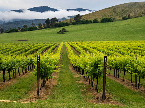 Spring grape vines in the Buckland Valley Victoria