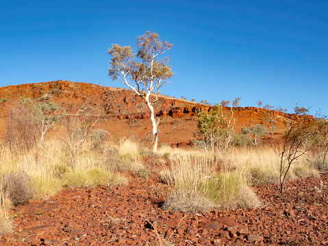 The Pilbara in Western Australia, red rocks, blues skies and spinifex