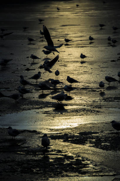Birds, Silhouettes on Frozen Waters, Iceland