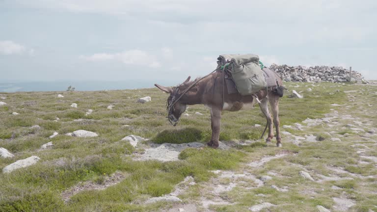 Donkey At Mont Lozere Grassing on Robert Louis Stevenson Trail