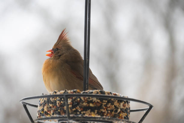 istock Female cardinal bird on bird feeder. 1786724080