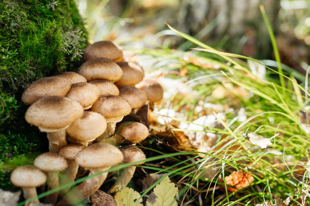 istock Freshly grown forest honey mushrooms 1786727215
