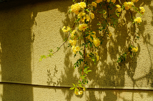 spring yellow flower on the wall