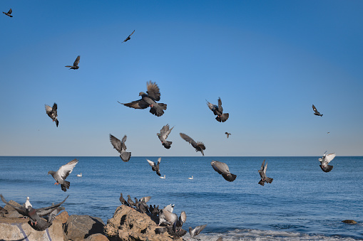 A flock of gray doves sit on rocks by the sea and take off into the sky