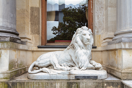 Famous Medici Lion statue by Vacca (1598).  Sculpted of marble and located on the Piazza della Signoria in Florence, Italy.  Isolated on a white background.  Concepts could include art, history, power, culture, others.