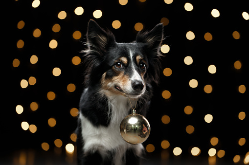 dog on the background of New Year's lights, bokeh. Border Collie holding a Christmas tree toy