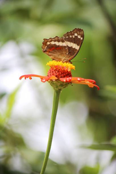 istock A beautiful butterfly is pollinating a flower 1786742467