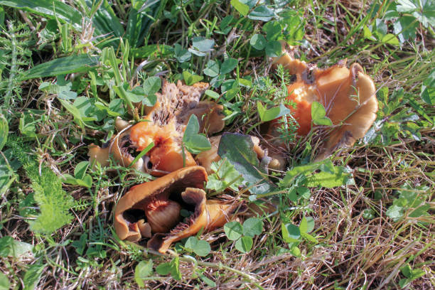 istock mushrooms in a field in Galicia, Spain 1786745729