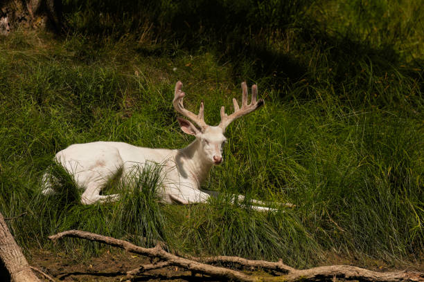 Albino White tailed Deer Awesome, rare Albino White tailed Deer . Antlers in Velvet. albino deer stock pictures, royalty-free photos & images