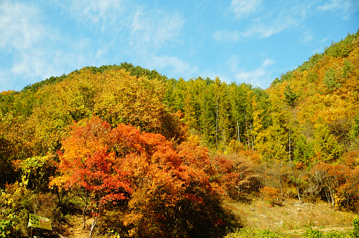 maple trees on mountain(Mindung mountain)