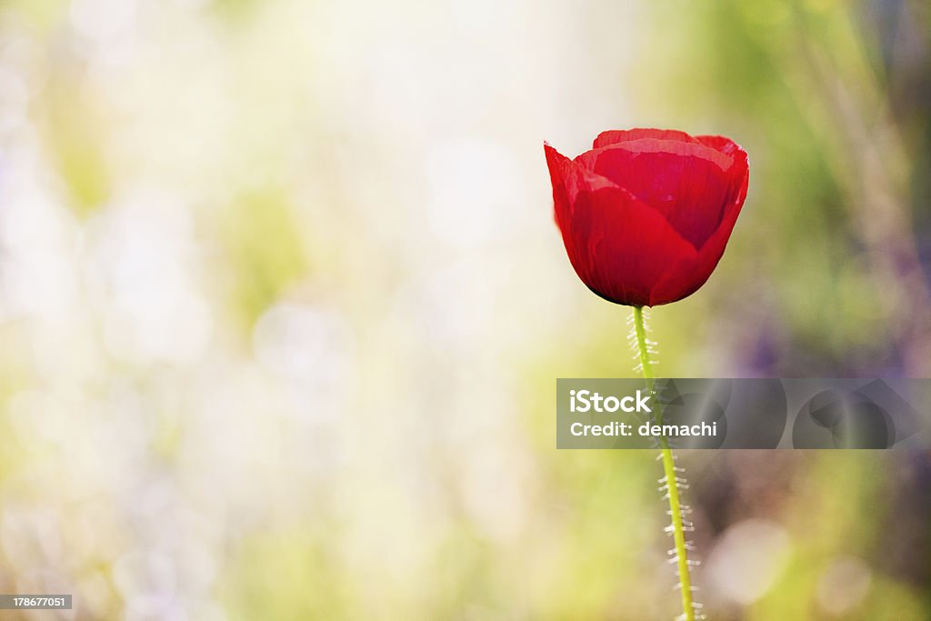 Mohn Blume - Lizenzfrei Baumblüte Stock-Foto