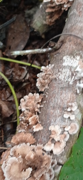 Colony of splitgill mushroom. Photo taken in borneo