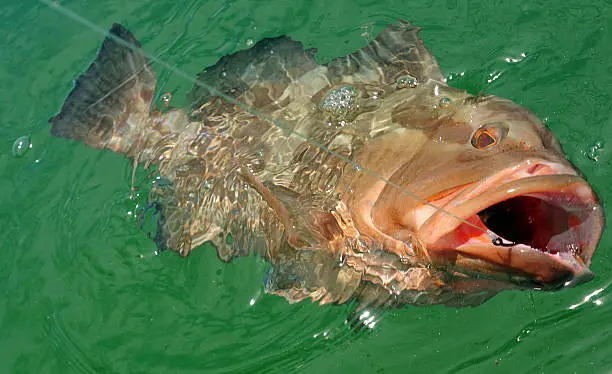 Red grouper being hooked in Atlantic Ocean while sport fishing