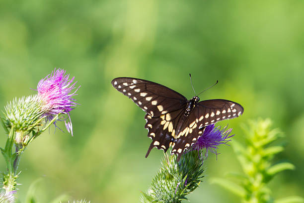 Swallowtail stock photo