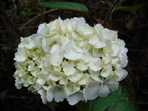 Annabelle hydrangea produces a ball of many small flowers.