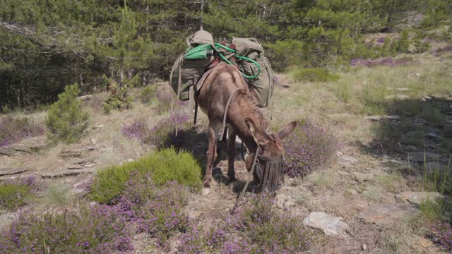 Donkey With Pack Saddle Grassing On Heather in the Forest Wild Landscape