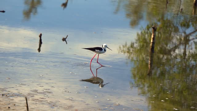 Pied stilt, himantopus leucocephalus walking on the tidal flats, foraging for small aquatic preys in the shallow waters with beautiful sky reflection on the water surface at Boondall Wetlands Reserve.
