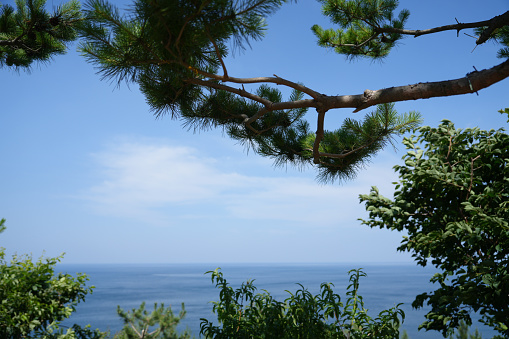 sea and pine tree