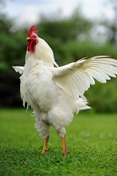 White Rooster (Cock) with Wings Spread A full-length shot of a white rooster with wings spread on green grass rooster open wings stock pictures, royalty-free photos & images