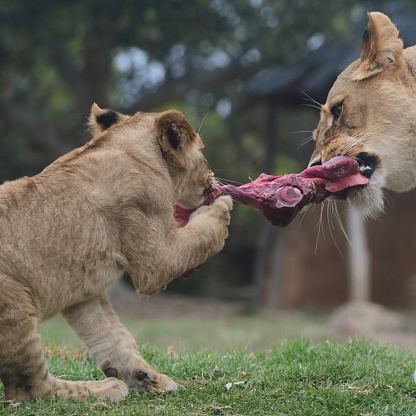 Lioness and cub fighting over food