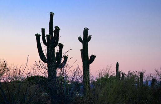 Silhouettes of Saguaro Cactus at sunset