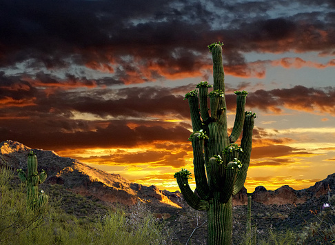 Amazing dramatic sky at sunset and saguaro Cactus. Arizona