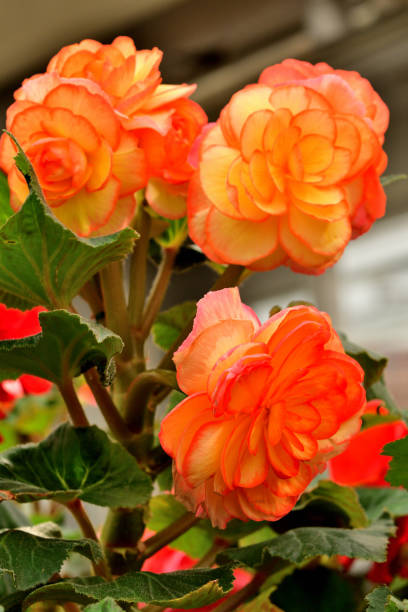 istock Begonia Flowers: Close-up Photograph 1786851587