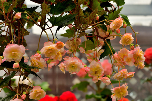 Begonia is a genus of perennial flowering plants in the family Begoniaceae, which contains more than 1800 different species. It comes in many different colors such as red, pink, orange, yellow and white.