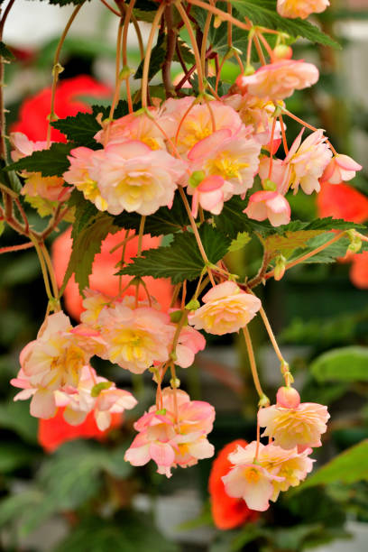 Begonia Flowers: Close-up Photograph Begonia is a genus of perennial flowering plants in the family Begoniaceae, which contains more than 1800 different species. It comes in many different colors such as red, pink, orange, yellow and white. begoniaceae stock pictures, royalty-free photos & images