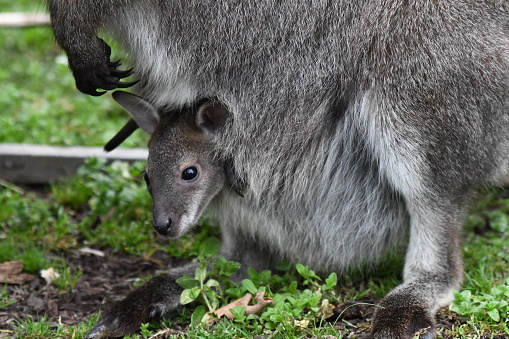 Joey wallaby in pouch