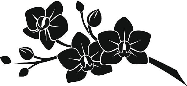 Vector black silhouette of branch with orchid flowers on a white background.