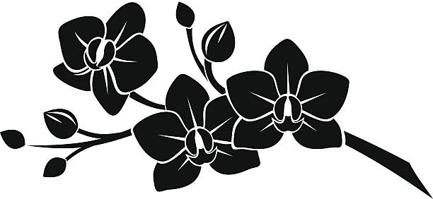 Black silhouette of orchid flowers. Vector illustration. Vector black silhouette of branch with orchid flowers on a white background. orchid stock illustrations