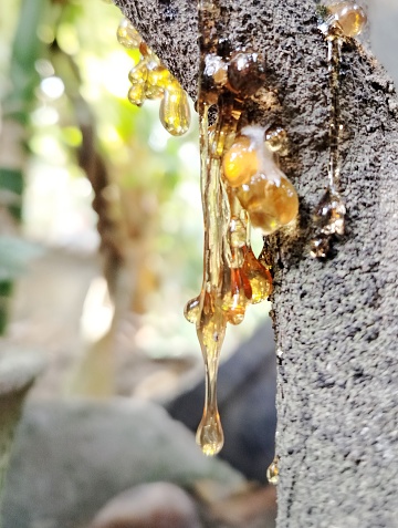 Orange tree sap comes out of the trunk