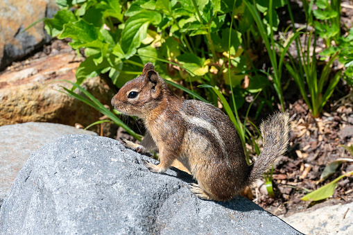 Squirrel holding a berry on rock