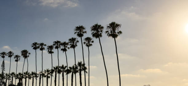 rząd drzew palmowych - tropical tree clear sky southern california san diego california zdjęcia i obrazy z banku zdjęć