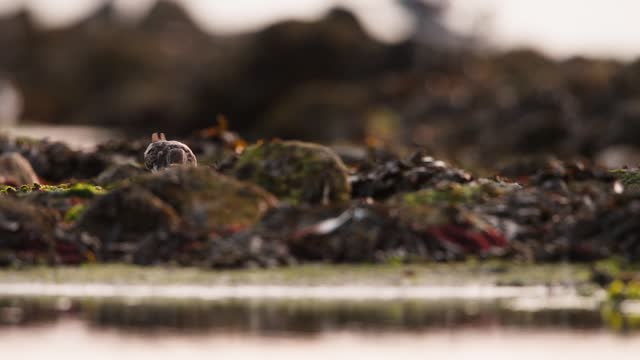 Medium shot of a ruddy turnstone walking among piles of seaweek and kelp that washed up on shore during low tide as it forages for food in the late afternoon, slow motion