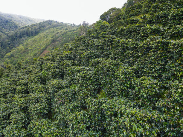 istock Coffee plants cultivated on a hill in a circular way 1786961581