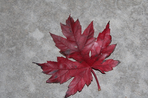 Vibrant Red Maple Leaf on the ground outside of a condo building.
