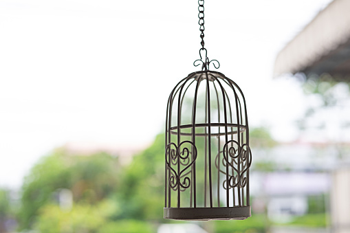 Beautifully decorated birdcage except copy space.